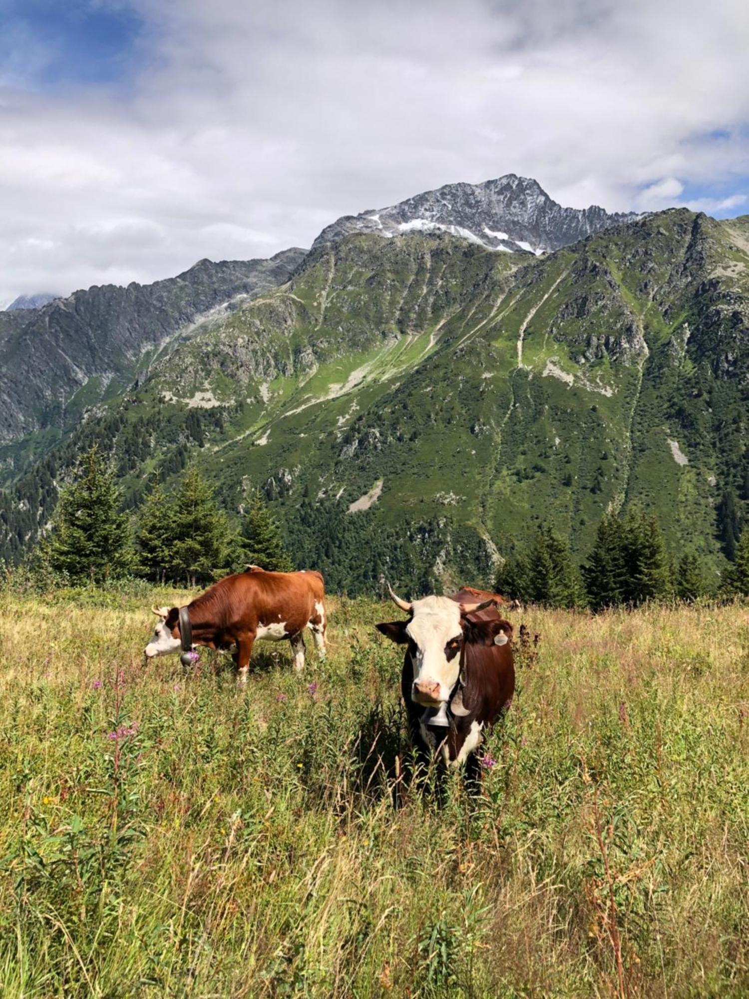 Chalet en pleine nature avec 2 appartements pour 6 ou 8 qui peuvent être réunis en 1 pour 14 personnes Saint-Gervais-les-Bains Exterior foto